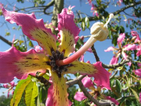 🥇 Imagen de flor,flores,naturaleza,vista de frente,petalo ...