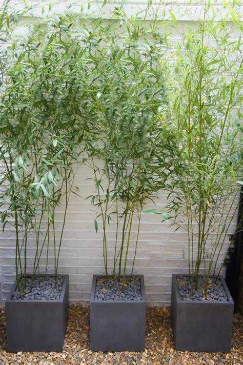 The bamboo garden design does not just focus on plants; Clumping bamboo landscape - privacy screen and decoration ideas