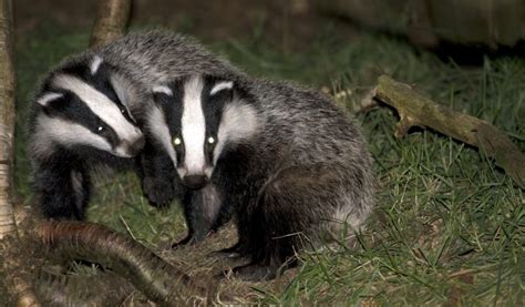 Badger Cull Could Be Extended In Somerset And Gloucestershire The