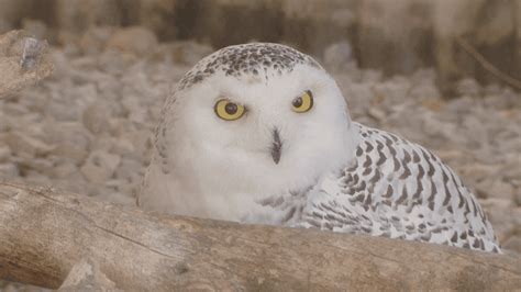 New Zoo Welcomes Second Snowy Owl Wluk