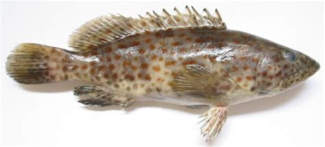 Ini ikan juga favorit para pemancing, siapa sangka mukanya yang jelak itu ternyata jua favorit para penikmat lidah. Manfaat dan Kandungan Gizi Dari Ikan Kerapu