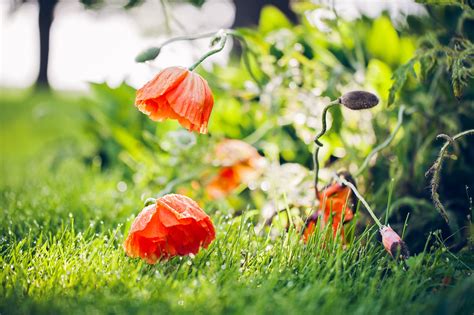 Wallpaper Sunlight Garden Nature Grass Plants Green Yellow Red