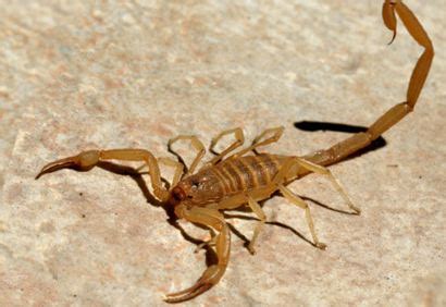 The striped bark scorpion (centruroides vittatus) is an extremely common scorpion found throughout the midsection of the united states and northern mexico. Cuban Bark Scorpion - Branson's Wild World