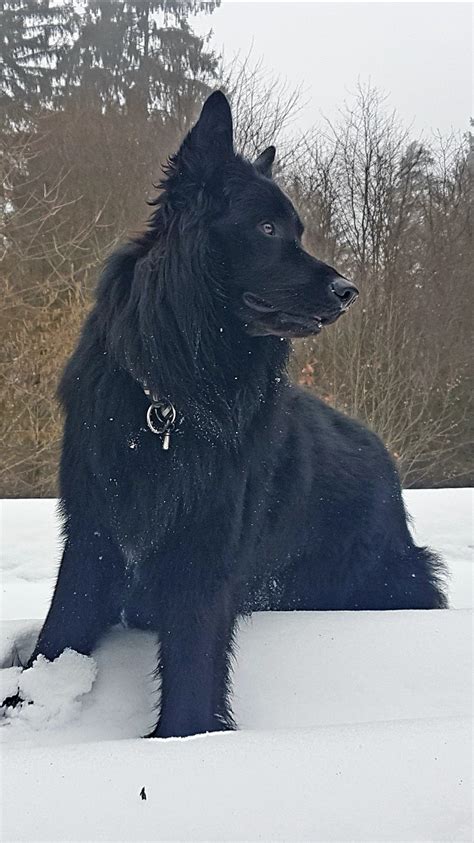 Maybe you would like to learn more about one of these? Neo!GSD | Black german shepherd dog, Black dog, Black ...