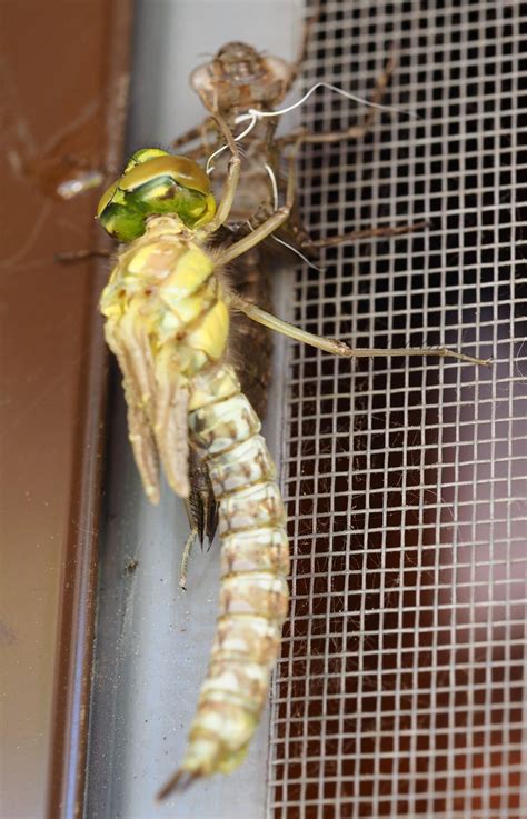 We did not find results for: Insekten im Garten - bekannt und unbekannt | Seite 5 ...