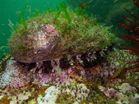 Also, being a member of the genus haliotis, which means sea ear. Abalone Etiquette | Cold Water Diver