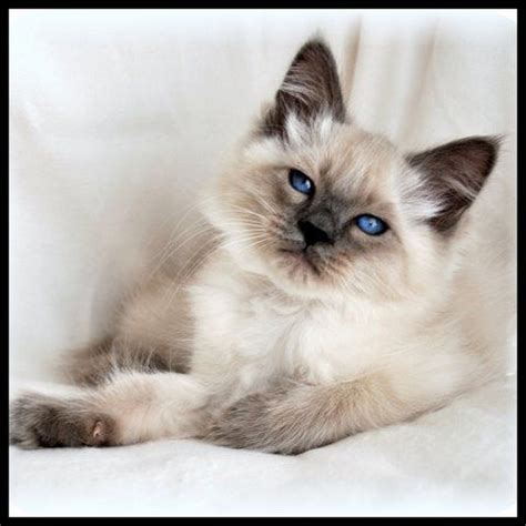 Since hypoallergenic breeds cost a hefty amount, you may not want to gamble with your hard. I SOOOOO very much want a Balinese kitten (actually two ...