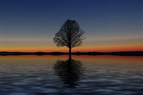 Download Tree Lake Reflection Royalty Free Stock Illustration Image