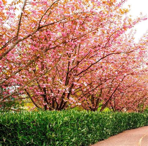 The japanese flowering cherry tree symbolizes spring, life, and beauty. Winter is the perfect time to prune the Kwanzan Flowering ...