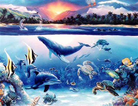 39 Colorful Dolphin Wallpaper On Wallpapersafari