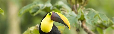 Black Mandibled Toucan Facts Costa Rica Wildlife Guide