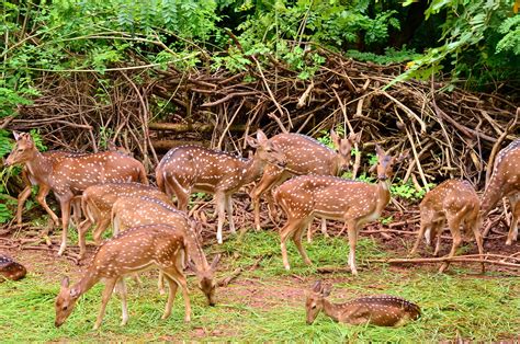 Nandankanan Zoological Park Bhubaneswar How To Reach Best Time And Tips