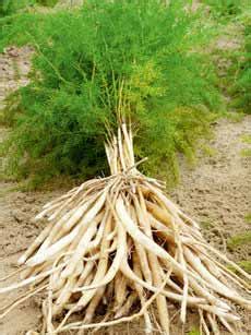 Asparagus officinalis is a perennial crop which is productive for fifteen years or more after establishment. Shatavari (Asparagus racemosus) plant benefits and Pictures