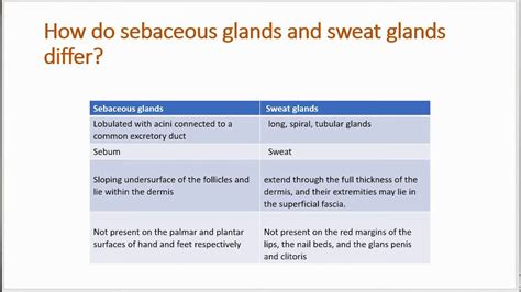How Do Sebaceous Glands And Sweat Glands Differ Youtube