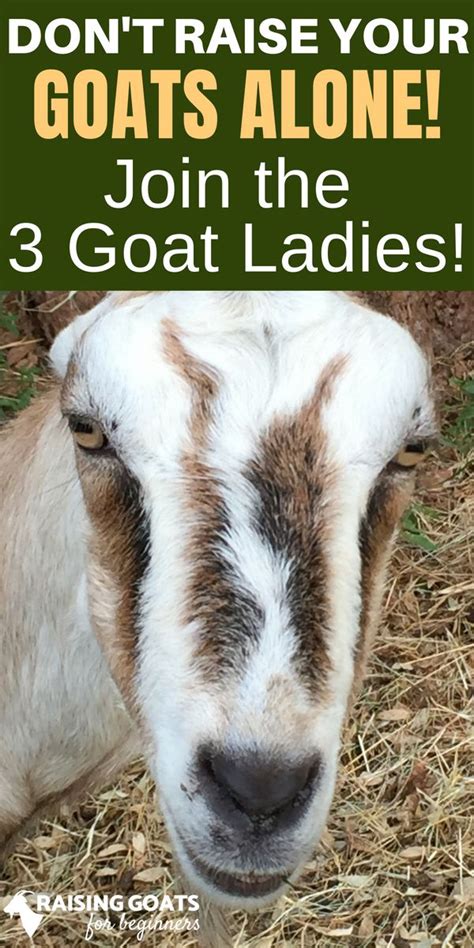 Raising Goats For Beginner Goat Care Homestead Help For Beginners