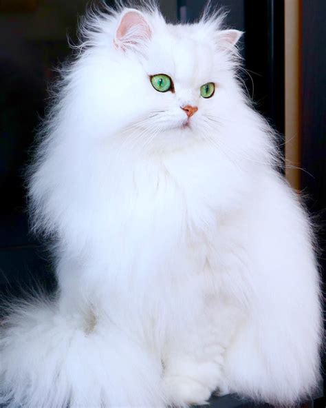 White Fluffy Cat With Blue Eyes