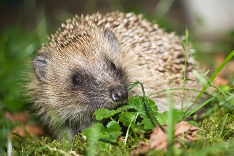 Auch von schnecken, spinnen und insektenlarven ernähren, tut jeder gut daran, ihnen einen guten lebensraum zu schaffen. Igel im Garten Foto & Bild | tiere, wildlife, wildlife ...