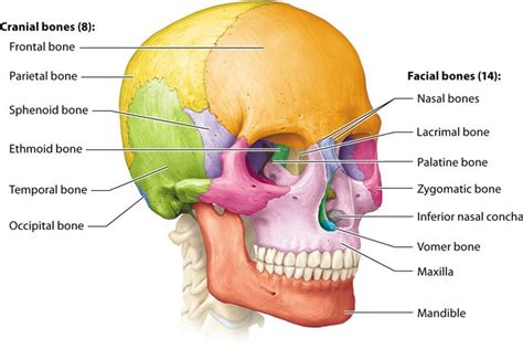 Human Anatomy And Physiology 1e Pearson Etext 20 Facial Bones Brain Anatomy Massage Therapy