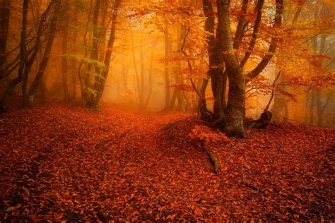 Misty Autumn Forest Forest Fall Autumn Colors Bonito Trees Fog