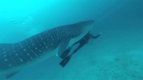 ראש העיר המושחת מעוניין באדמתו של קוליה על מנת לבנות עליה כנסייה חדשה וגדולה. ‫כריש לוויתן באיים המלדיביים‬‎ - YouTube