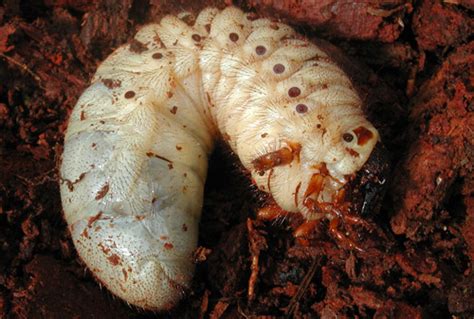 During that time, larva digs tunnels in the ground, while. Hercules beetle - Dynastes hercules