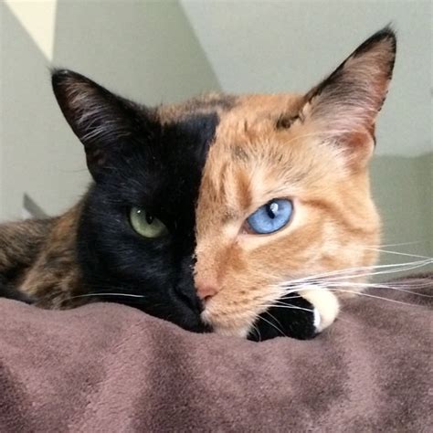 Meet Venus The Cat With The Most Incredible Face In The World