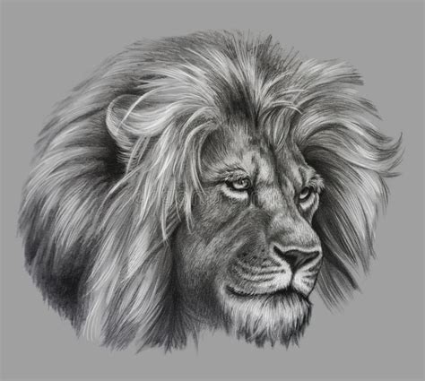 Pencil Drawing Of Lion Head Realistic Monochrome Detailed Drawing Of