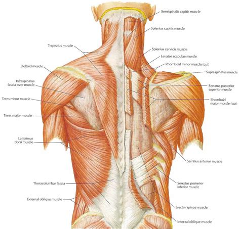 The superficial back muscles are the muscles found just under the skin. Como fazer autotratamento nas costas | Anatomia e ...