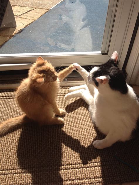 Cats Have A High Five Bro Moment