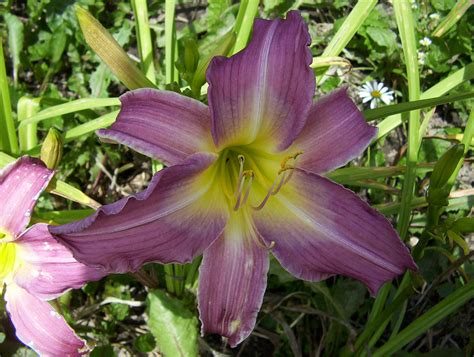 Daylily (Hemerocallis) - Nutrition Facts, Benefits, Uses, Pictures