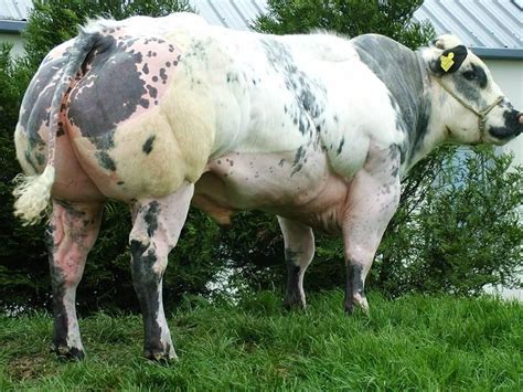 Certified animal welfare approved by a greener world (agw) has the the belgian blue is a relatively recently established cattle breed, characterised by extreme. The cream of Belgian Blue cattle compete for coveted title ...