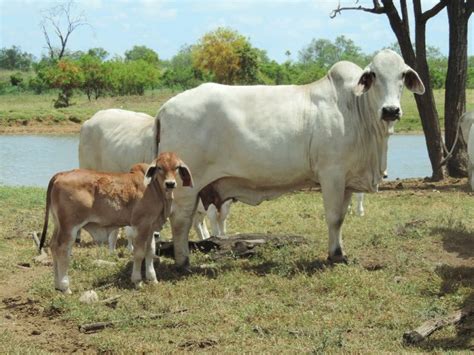 Angus brahman limousine hereford bonsmara cows calves heifers bulls prices start from r4000 outbuildings:• shed• storerooms• cattle handeling facilities with neck clamp• 1 plunge dip• 5 cement. Mooramin Grey Brahman Stud SOLD SOLD SOLD - Jim Pola ...