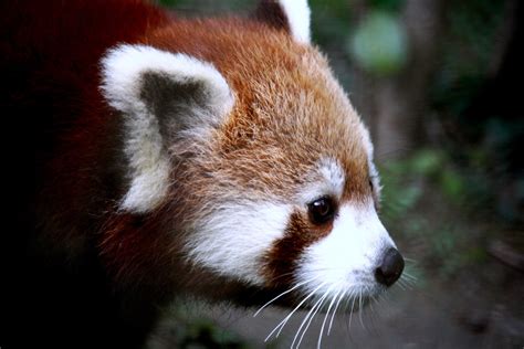 Found in the himalayas, red pandas are now endangered due to habitat loss & poaching, diet, size, where. Red Panda @ Bulbuley, Sikkim | Anitesh Sarkar | Flickr