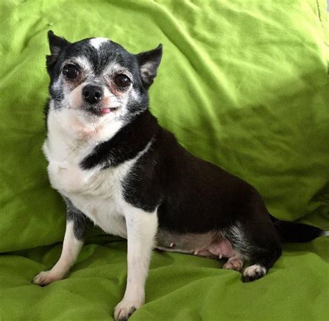Chihuahua Dog For Adoption In Salt Lake City Ut Adn 432534 On