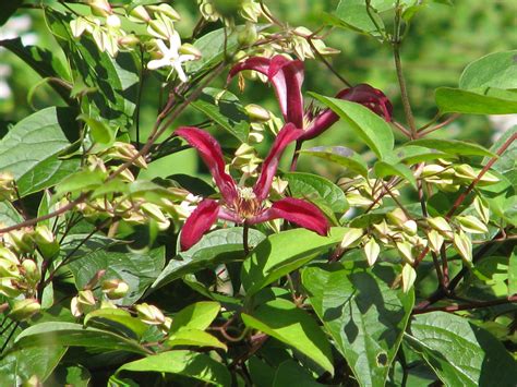 Check spelling or type a new query. Top Plants For Year-round Interest - The English Garden