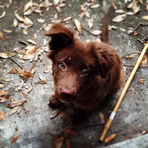It shuttles messages across boats anchored on the bay while. "labrador retriever australian shepherd mix" - Google ...