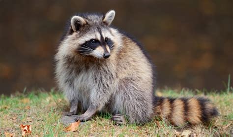 I still petted my dog after. Raccoons - TDF Blog