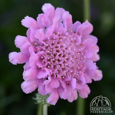 Plant Profile For Scabiosa Columbaria Flutter Rose Pink Dwarf