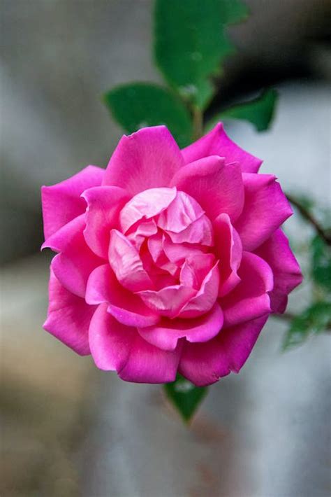 Pink Rose In Bloom · Free Stock Photo