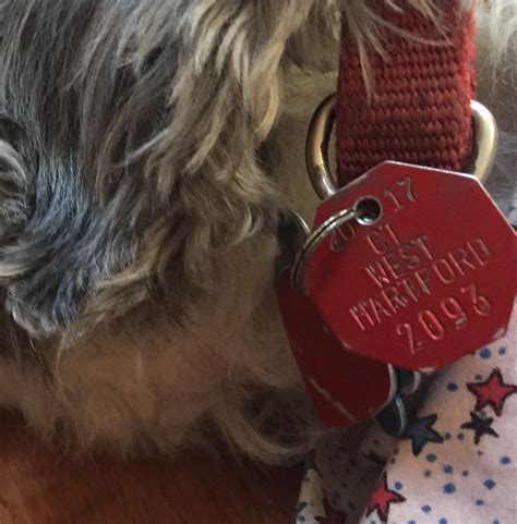 What Is A Dog Licence For