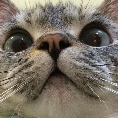 Then he realized we all could use a laugh. Самая известная кошка в Instagram