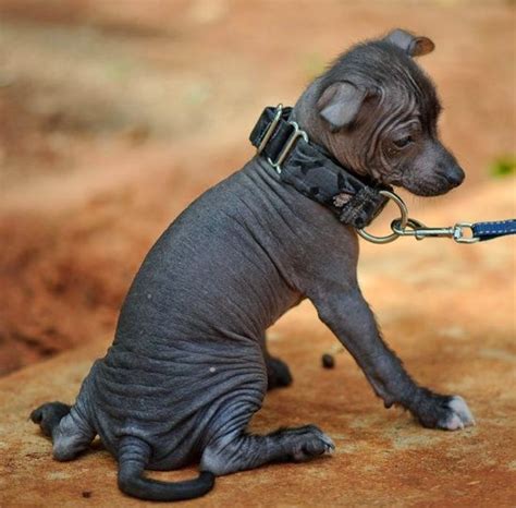 Xolos are highly adaptable dogs and providing they are given enough daily physical exercise xolos form extremely strong ties with their families and dogs are never very happy when they find. Toy Xoloitzcuintli Puppy - Mexican Hairless Dog ...