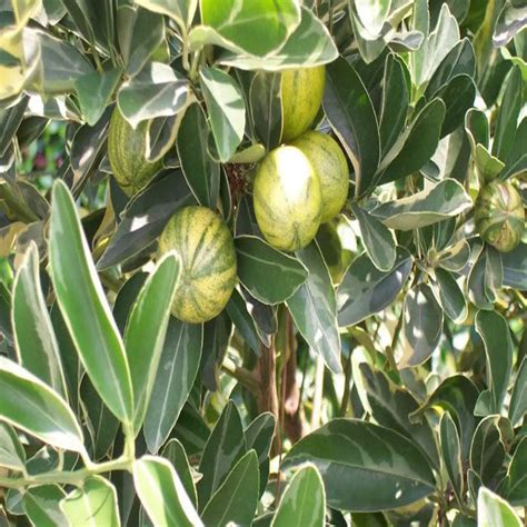 Mosambi Variegata Grafted Fruit Plants And Tree — Plantsmarket