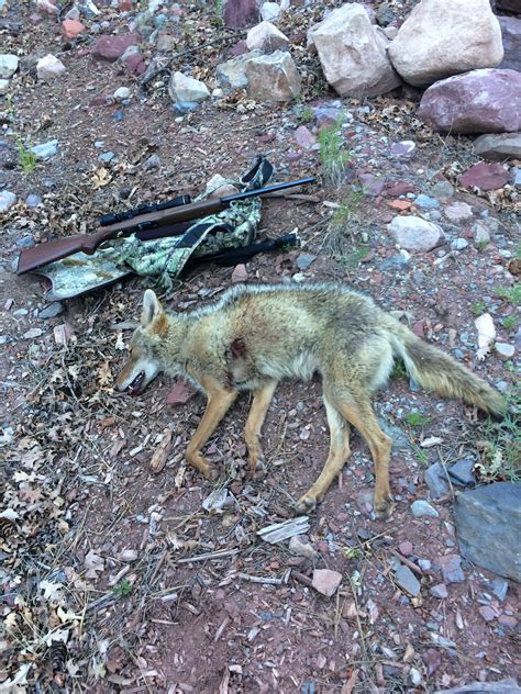 Coyotes And Varmints The Best Predator Hunting Caliber