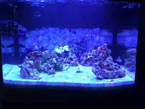 Build Thread Biocube Reboot Deep Sand Bed Experiment Reef2reef