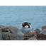 Five Fun Facts About Antarcticas Gentoo Penguin  Borton Overseas
