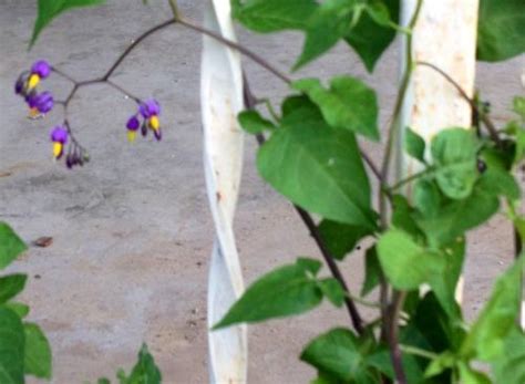 Vine with purple flowers weed. Climbing vine, purple flowers with a yellow center