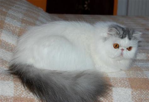 Makanan kucing bisa kita dapatkan di toko hewan dengan mudah dan harga yang bervariasi. Maklumat Kucing Parsi - Harga, Ciri, Sejarah Kucing Parsi