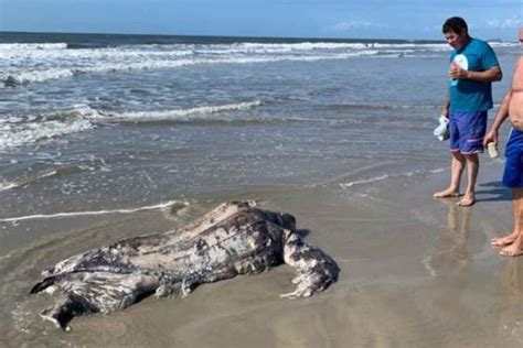 Animais marinhos são encontrados mortos por banhistas no litoral do