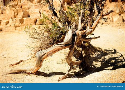 Ancient Pinon Pine Tree Grand Canyon Arizona Stock Image Image Of